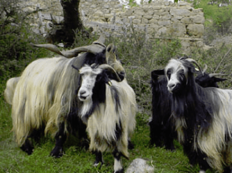 some old goats.PNG