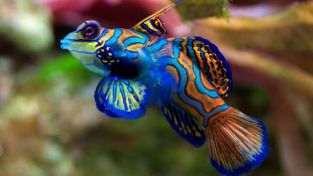 fish.png