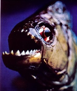 piranhas-teeth.jpg