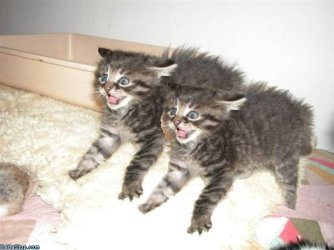 Shocked_Cat.jpg