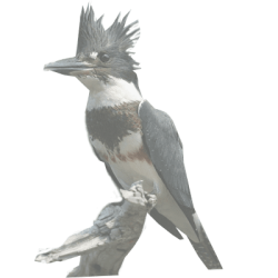 kingfisherdw.png