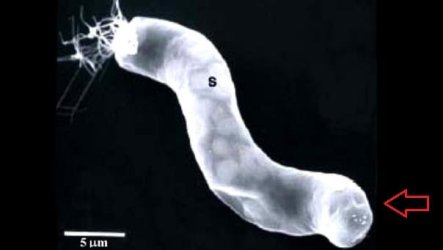 Bacteria-in-Meteorites.jpg
