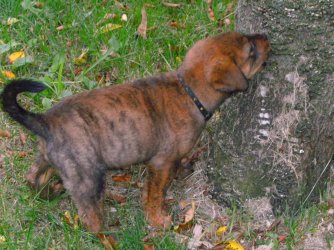 Puppy.jpg