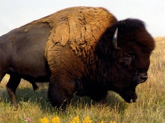 Buffalo.jpg