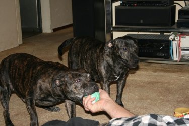 Holly & Zed 1.jpg