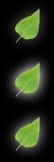 leaf.jpg