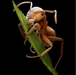 A brown ant biting a blade of grass.jpg