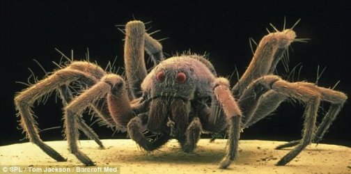A common house spider.jpg
