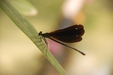 DSC_0218.JPG