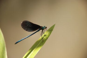 DSC_0222.JPG