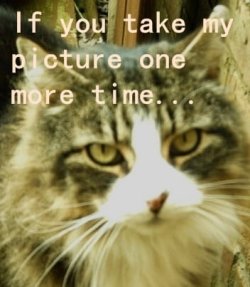 Crankycat.jpg Crankycat.jpg