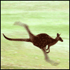 56.gif