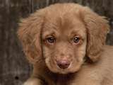 puppy.jpg