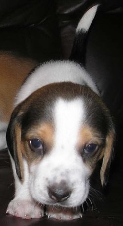 shiloh_beagle6.jpg_w450.jpg shiloh_beagle6.jpg_w450.jpg