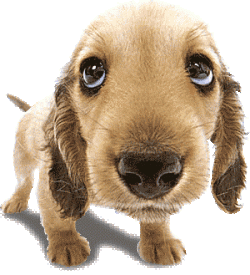 UB Pup.gif UB Pup.gif