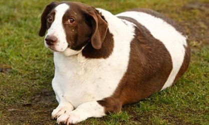 Patch-a-six-year-old-28kg-006.jpg Patch-a-six-year-old-28kg-006.jpg