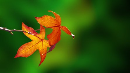 Autumn 1.jpg