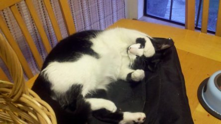 patches.jpg