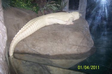 100_2111.JPG