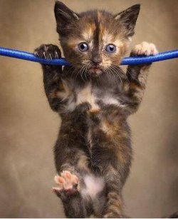 Hang_In_There_Kitty.JPG
