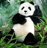 pandpose.jpg pandpose.jpg