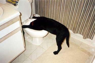 sickpuppy.jpg sickpuppy.jpg