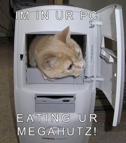 funny_cat_pictures_pc_5.jpg