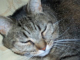 cat.jpg cat.jpg