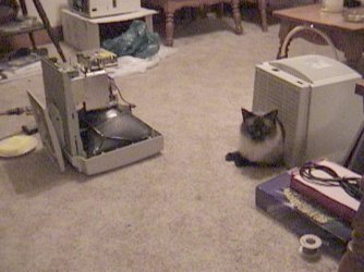 KittyKat2.JPG