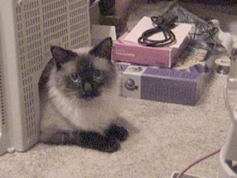 KittyKat5.JPG