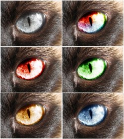 eyes.jpg