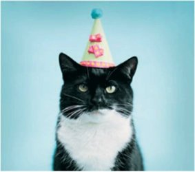birthday cat.jpg