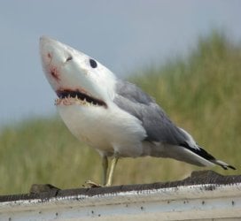 281_shark_seagull.jpg