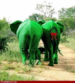 St-Patrick-s-Day-Green-Elephants--38854.jpg