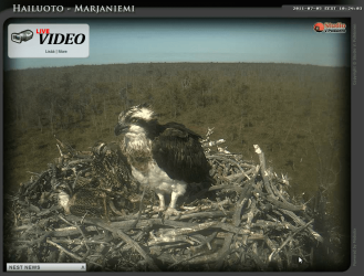 Osprey.png Osprey.png