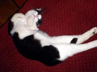 Piper on his back.JPG