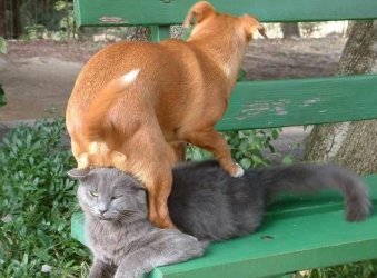 DOG & CAT PALS - SOME PEOPLE WILL SIT ANY WHERE.jpg