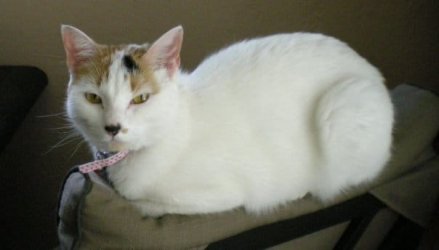 JellyBean.jpg