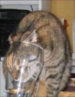 Cat.JPG Cat.JPG