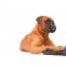 lappydog