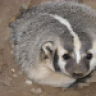 badger