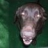 wcbrownhound