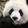 pandasaurus
