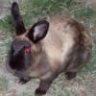 Fuzz Ball
