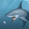ShArKy