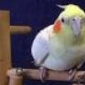 Cockatiel