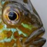 Blugill