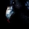 6BlackRavens