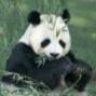 PandaLover