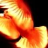 TedFire